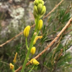 Bulbine glauca (Rock Lily) at Stony Creek - 21 Dec 2018 by RWPurdie