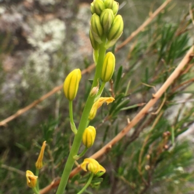 Bulbine glauca (Rock Lily) at Stony Creek - 21 Dec 2018 by RWPurdie