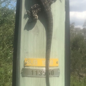 Varanus varius at Gundaroo, NSW - suppressed