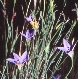 Wahlenbergia luteola at Nerriga, NSW - 5 Feb 1998 12:00 AM