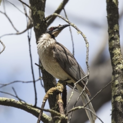 Philemon corniculatus (Noisy Friarbird) at Bruce, ACT - 22 Dec 2018 by Alison Milton