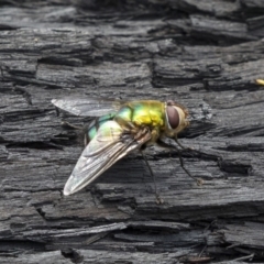 Rutilia (Chrysorutilia) sp. (genus & subgenus) (A Bristle Fly) at Bruce, ACT - 22 Dec 2018 by Alison Milton