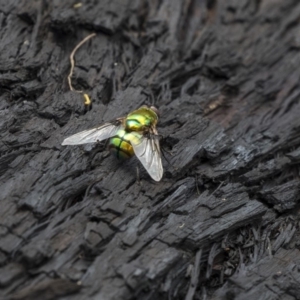 Rutilia (Chrysorutilia) sp. (genus & subgenus) at Bruce, ACT - 22 Dec 2018