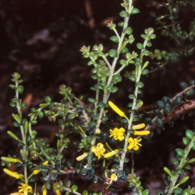 Persoonia microphylla at Nerriga, NSW - 22 Feb 1998 by BettyDonWood