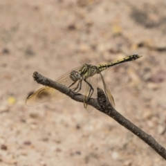 Orthetrum caledonicum (Blue Skimmer) at Bruce, ACT - 22 Dec 2018 by AlisonMilton