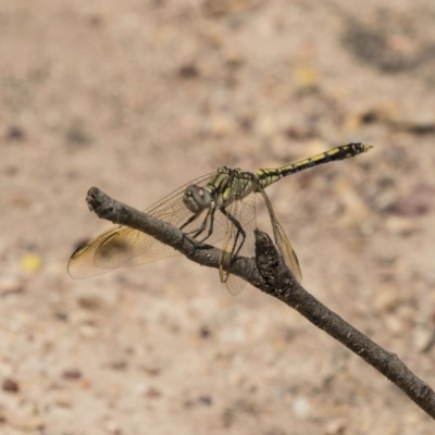 Orthetrum caledonicum (Blue Skimmer) at Bruce, ACT - 22 Dec 2018 by AlisonMilton