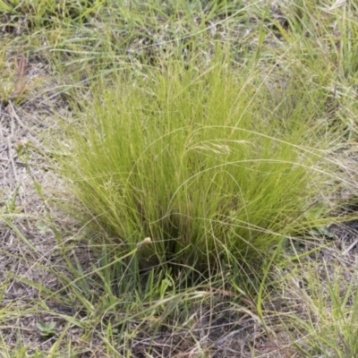 Nassella trichotoma (Serrated Tussock) at Bruce, ACT - 22 Dec 2018 by AlisonMilton