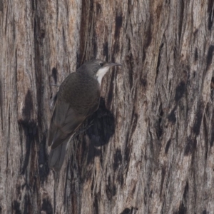 Cormobates leucophaea at Bruce, ACT - 22 Dec 2018 01:35 PM