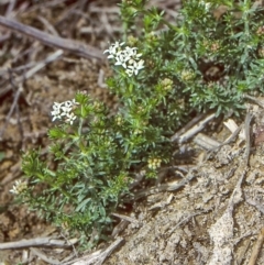 Asperula conferta (Common Woodruff) at Oallen, NSW - 25 Sep 1997 by BettyDonWood