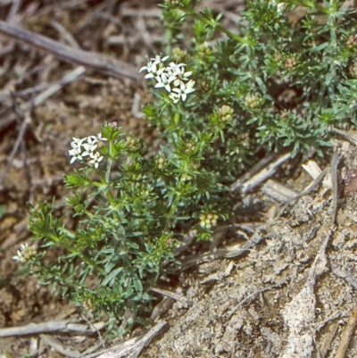 Asperula conferta (Common Woodruff) at Oallen, NSW - 26 Sep 1997 by BettyDonWood