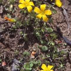 Oxalis corniculata (Yellow Wood-sorrel) at Oallen, NSW - 25 Jul 1997 by BettyDonWood