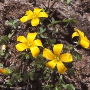 Oxalis corniculata at Oallen, NSW - 26 Jul 1997