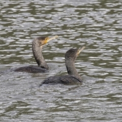 Phalacrocorax carbo (Great Cormorant) at Belconnen, ACT - 22 Dec 2018 by AlisonMilton