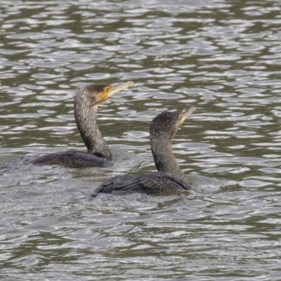 Phalacrocorax carbo (Great Cormorant) at Belconnen, ACT - 22 Dec 2018 by AlisonMilton