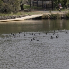 Phalacrocorax sulcirostris (Little Black Cormorant) at Belconnen, ACT - 22 Dec 2018 by Alison Milton