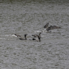 Phalacrocorax sulcirostris at Belconnen, ACT - 22 Dec 2018