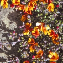 Pultenaea microphylla (Egg and Bacon Pea) at Oallen, NSW - 26 Sep 1997 by BettyDonWood