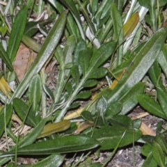 Gazania x splendens (Gazania) at Gordon, ACT - 21 May 2015 by michaelb