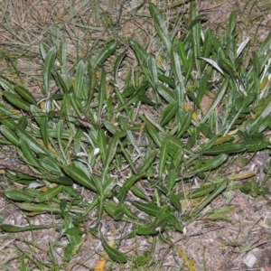 Gazania x splendens at Gordon, ACT - 21 May 2015