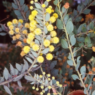 Acacia aureocrinita (A Wattle) at Oallen, NSW - 27 Dec 1997 by BettyDonWood