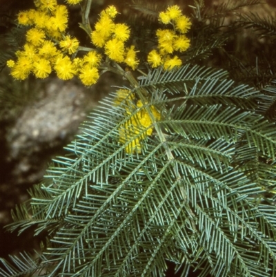 Acacia decurrens (Green Wattle) at Oallen, NSW - 26 Sep 1997 by BettyDonWood