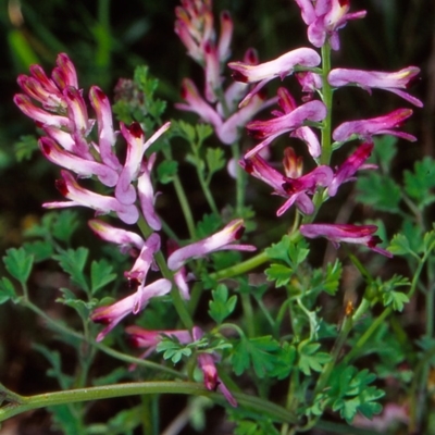 Fumaria muralis subsp. muralis (Wall Fumitory) at Hall Cemetery - 9 Oct 2004 by BettyDonWood