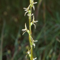 Paraprasophyllum petilum (Tarengo Leek Orchid) at Hall Cemetery by BettyDonWood