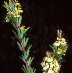 Micrantheum hexandrum (Box Micrantheum) at Oallen, NSW - 29 Sep 1998 by BettyDonWood