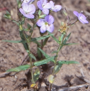 Veronica gracilis at Wog Wog, NSW - 25 Nov 1998 12:00 AM