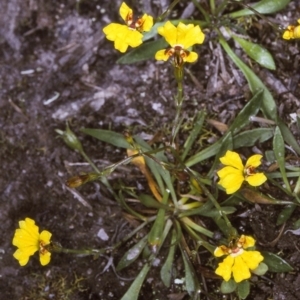 Goodenia humilis at Wog Wog, NSW - 3 Jan 1999