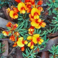 Pultenaea subspicata (Low Bush-pea) at Mulloon, NSW - 17 Nov 2001 by BettyDonWood