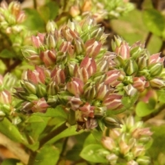 Polycarpon tetraphyllum (Four-leaf Allseed) at Weetangera, ACT - 26 Dec 2012 by BettyDonWood