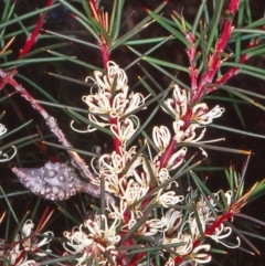 Hakea decurrens subsp. decurrens (Bushy Needlewood) at Aranda Bushland - 16 Jun 2002 by BettyDonWood