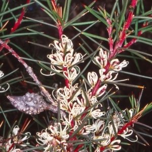 Hakea decurrens subsp. decurrens at Aranda Bushland - 17 Jun 2002