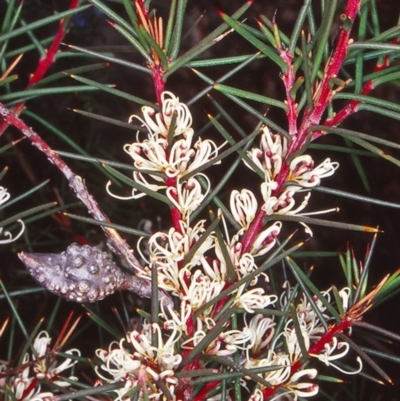 Hakea decurrens subsp. decurrens (Bushy Needlewood) at Aranda Bushland - 16 Jun 2002 by BettyDonWood