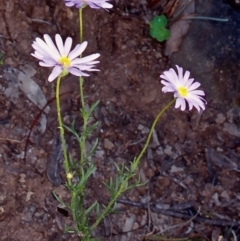 Brachyscome rigidula (Hairy Cut-leaf Daisy) at Kowen Woodland - 7 Apr 2002 by BettyDonWood