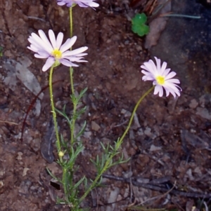 Brachyscome rigidula at Kowen Woodland - 7 Apr 2002