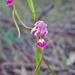 Diuris dendrobioides (Late Mauve Doubletail) by BettyDonWood