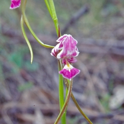 Diuris dendrobioides (Late Mauve Doubletail) by BettyDonWood