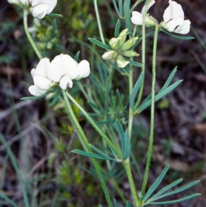 Lotus australis at Bullen Range - 12 Nov 2001 12:00 AM