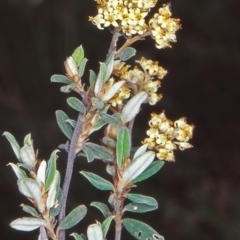 Pomaderris pallida (Pale Pomaderris) at Bullen Range - 12 Nov 2001 by BettyDonWood
