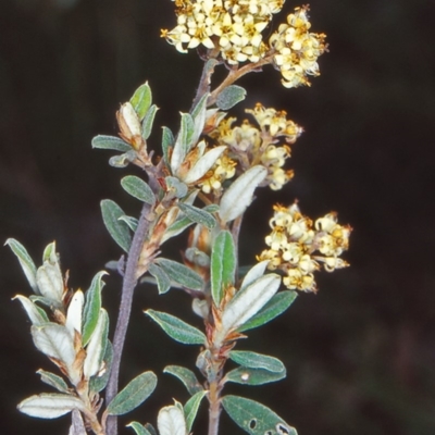 Pomaderris pallida (Pale Pomaderris) at Bullen Range - 12 Nov 2001 by BettyDonWood