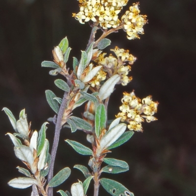 Pomaderris pallida (Pale Pomaderris) at Bullen Range - 11 Nov 2001 by BettyDonWood