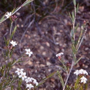 Leucopogon virgatus at Mongarlowe River - 6 Nov 1997 12:00 AM