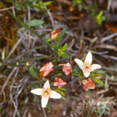 Boronia nana var. hyssopifolia at Mongarlowe River - 20 Feb 2000 by BettyDonWood