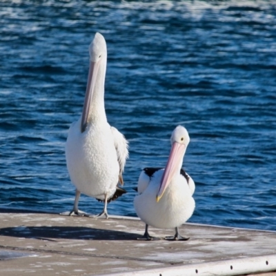 Pelecanus conspicillatus (Australian Pelican) at Bermagui, NSW - 31 Jul 2018 by RossMannell