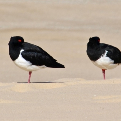 Haematopus longirostris (Australian Pied Oystercatcher) at Bermagui, NSW - 31 Jul 2018 by RossMannell