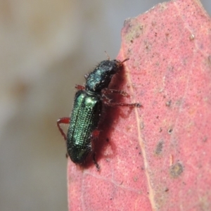 Phlogistus sp. (genus) at Conder, ACT - 16 Nov 2018 10:47 AM