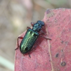 Phlogistus sp. (genus) at Conder, ACT - 16 Nov 2018