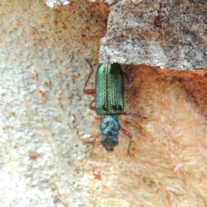 Phlogistus sp. (genus) at Conder, ACT - 16 Nov 2018